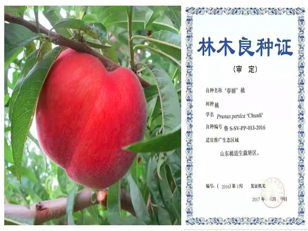 春麗桃樹苗